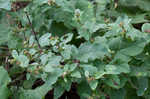 Lesser burdock